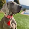 Collar y Correa Perro Chic Flores Rojo - Imagen 2