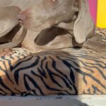 IMG-20241209-WA0065
