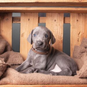 7 Necesidades Emocionales de un Cachorro