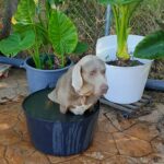IMG-20250619-WA0108