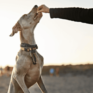 Jugar con los perros… ¡és mucho más que un juego!