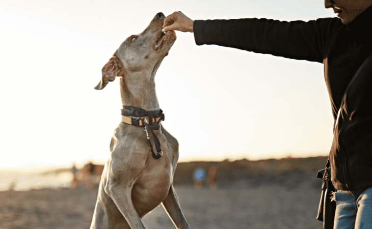 Jugar con los perros… ¡és mucho más que un juego!