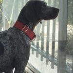 IMG-20260614-WA0029