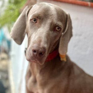 IMG-20260917-WA0004