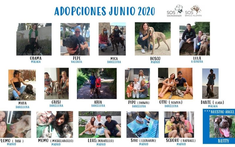 COLLAGE JUNIO 2020