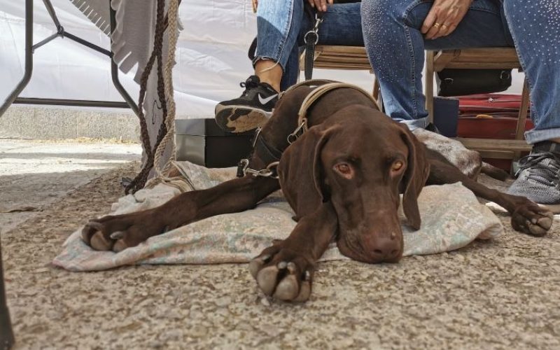 blog_finalesfelices_diesel