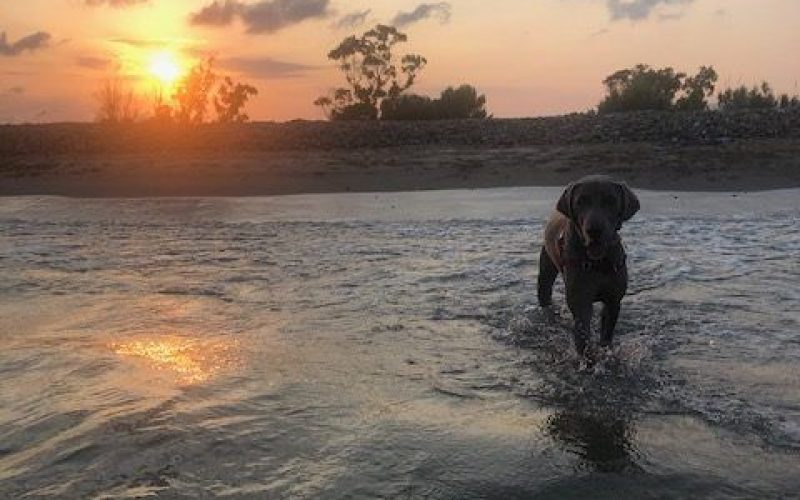 atom playa consejos caninos