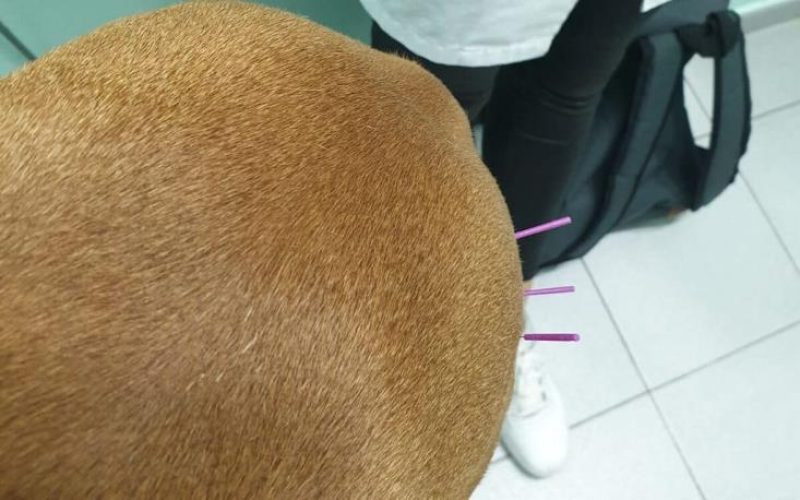 La_acupuntura_canina_funcionamiento_y_beneficios
