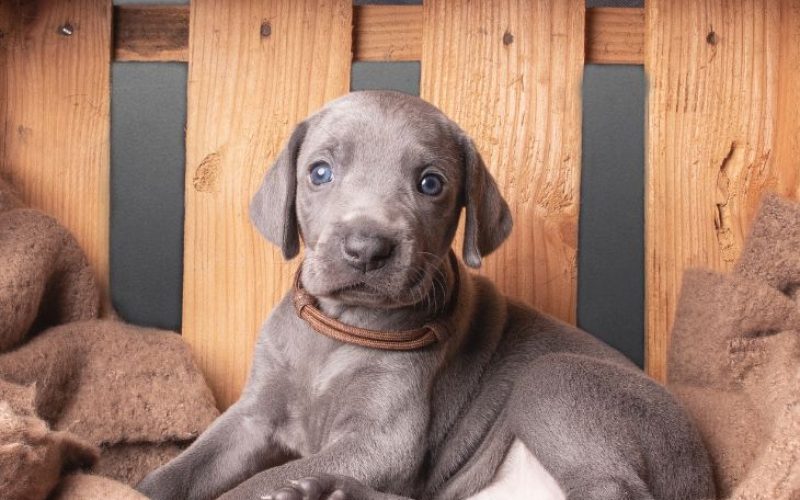 necesidades emocionales cachorro