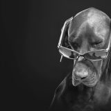 amadrinar-perro