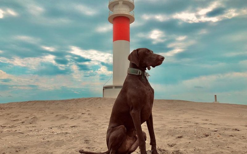 antes adoptar perro