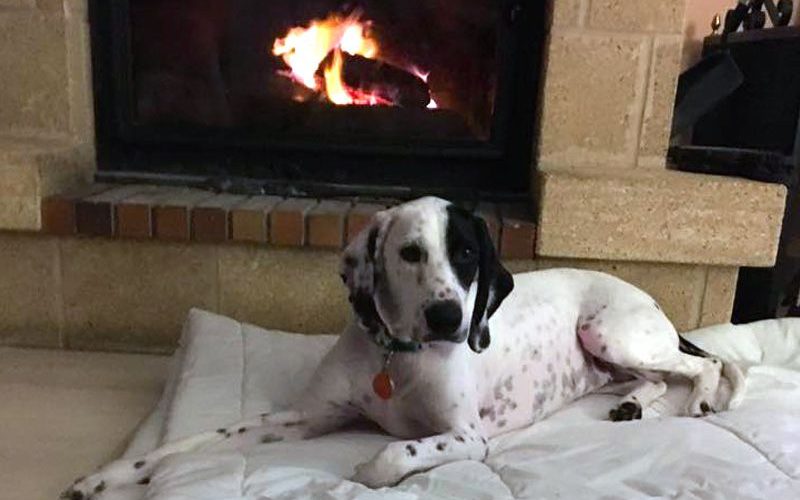 historia adopción Bimba