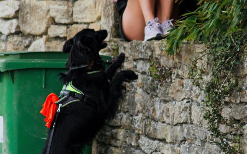 humantrailing perros