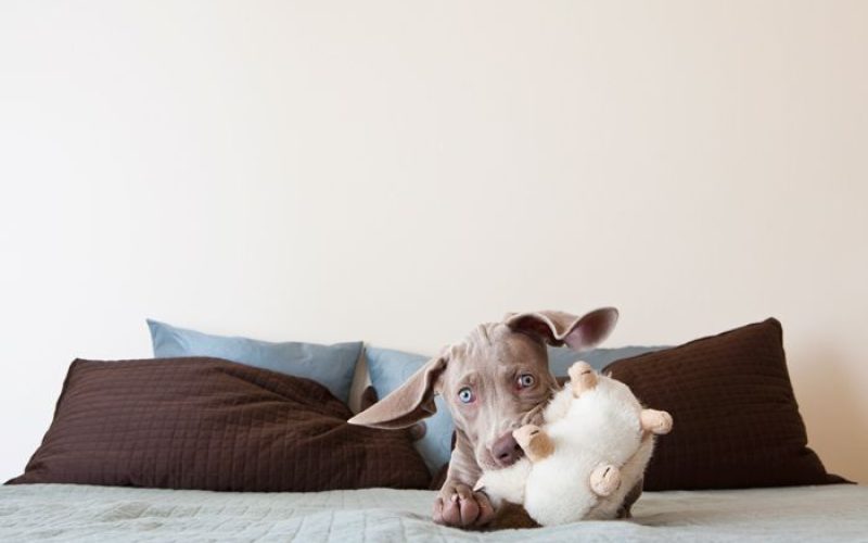 juegos perro