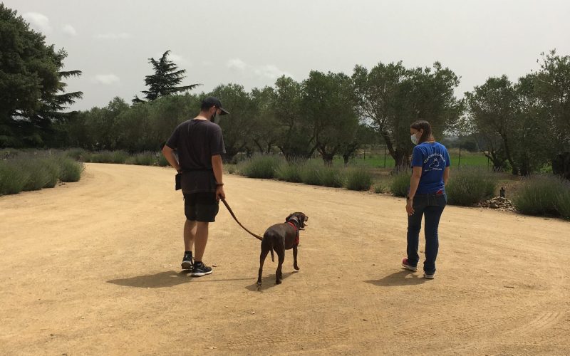 miedo perros