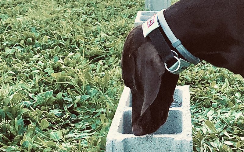olor-perro-persona-weimaraner