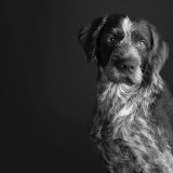perro-drhathar-apopcion-b