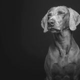perro-wimaraner-apopcion
