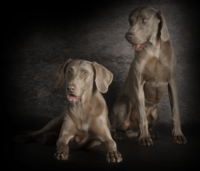 voluntarios-perros voluntarios-perros