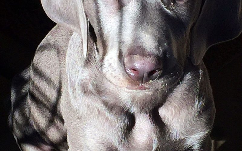 weimaraner-miedo-fobia-2