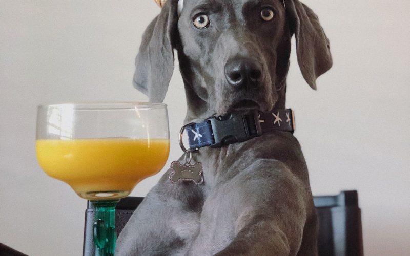 weimaraner-vacaciones-1